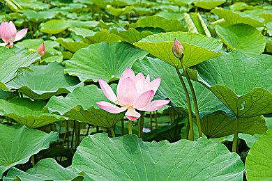 TGS 2021：《怪物猎人：崛起》9分钟演示 Steam版采用D加密技术