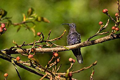 黑色哥特幻想式ARPG《黑色巫术》9月8日发售